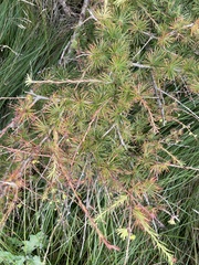 Larix decidua