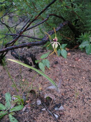 Caladenia magniclavata