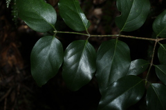 Psydrax lamprophylla