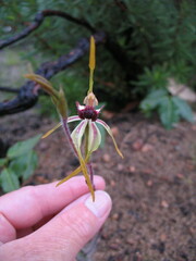 Caladenia magniclavata