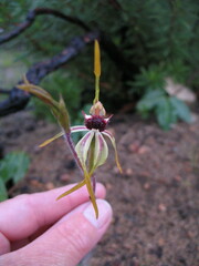 Caladenia magniclavata
