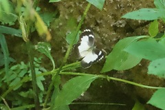 Appias epaphia contracta