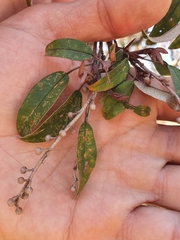 Croton gratissimus