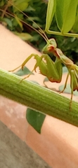Ameles spallanzania