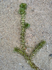 Elodea nuttallii