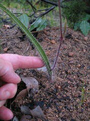 Caladenia magniclavata