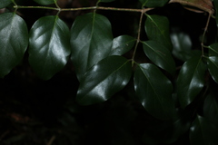 Psydrax lamprophylla