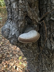 Phellinus igniarius