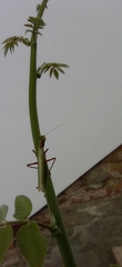 Ameles spallanzania
