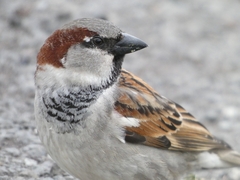 Passer domesticus domesticus
