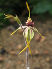 Caladenia magniclavata