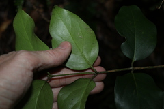 Psydrax lamprophylla