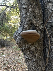 Phellinus igniarius