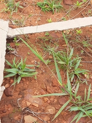 Eleusine indica