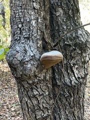 Phellinus igniarius