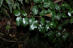 Psydrax lamprophylla