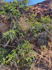Ficus ingens