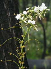 Drosera pallida
