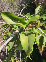 Ficus ingens