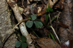 Pullenia gunnii