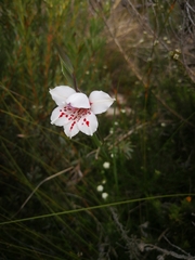 Gladiolus variegatus