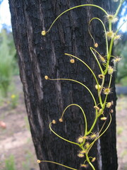 Drosera pallida