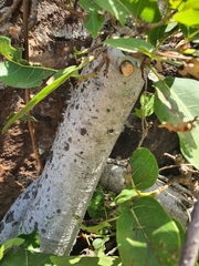 Ficus ingens