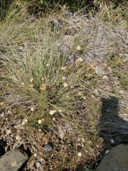 Eriogonum