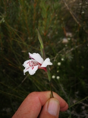 Gladiolus variegatus