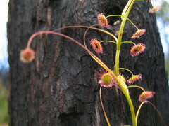 Drosera pallida