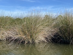 Juncus roemerianus