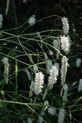 Sanguisorba parviflora