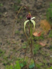 Caladenia excelsa