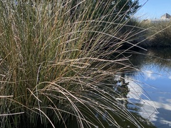 Juncus roemerianus