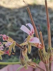 Pelargonium dolomiticum