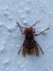 Vespa crabro