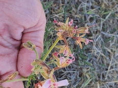 Pelargonium dolomiticum