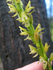 Prasophyllum elatum