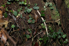 Pullenia gunnii
