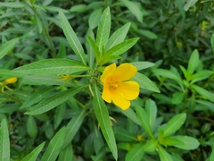 Ludwigia grandiflora