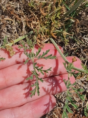 Pelargonium dolomiticum