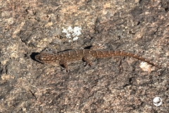 Gehyra variegata