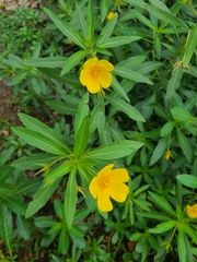 Ludwigia grandiflora