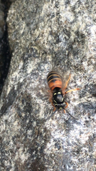 Vespula rufa