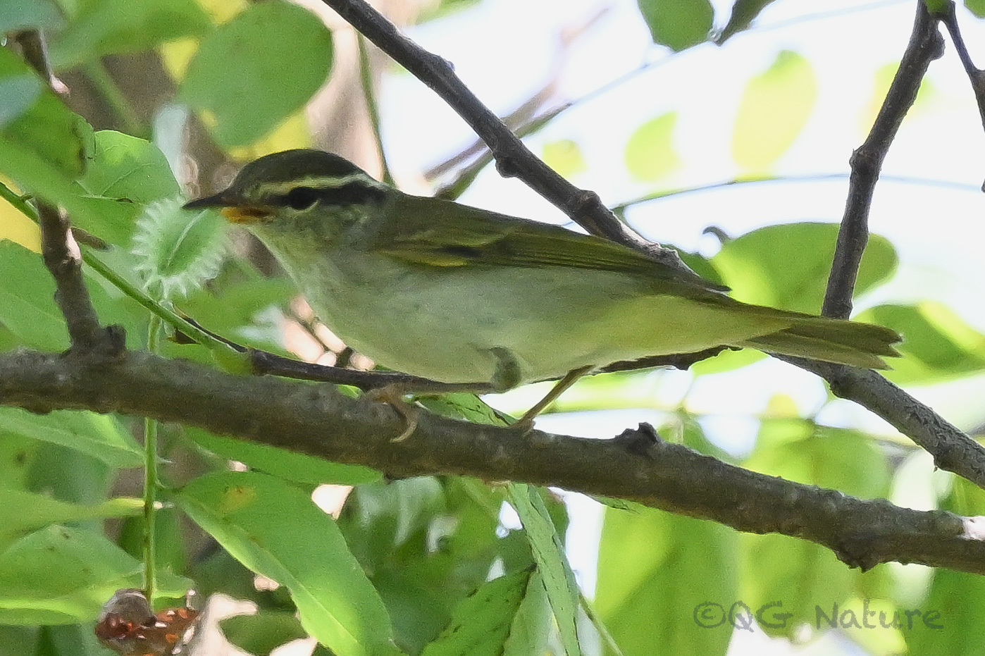 Eastern Crowned Warbler