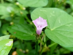 Ipomoea triloba