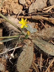 Hieracium bolanderi