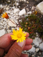 Ursinia