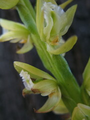 Prasophyllum elatum