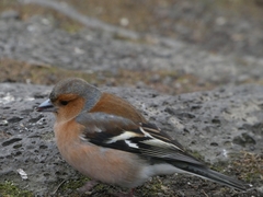 Fringilla coelebs gengleri